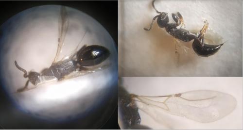 Epyris niger